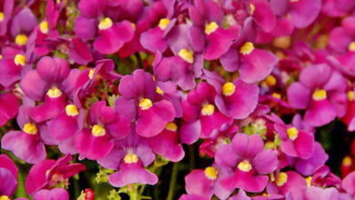 Photo of Nemesia ibrida Nemesia,Specchio dell’Elfo