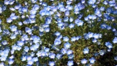 Photo of Nemophila menziesii cura delle piante o Baby dagli occhi azzurri