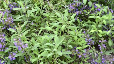 Photo of Nemoral Salvia Selvatica Salvia