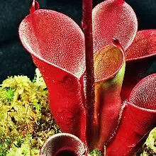 Photo of Nepenthes, una pianta carnivora con struttura simile a una brocca