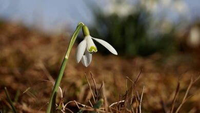 Photo of Neve primaverile, campana bianca