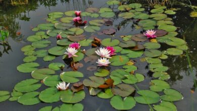 Photo of Nuphar lutea Ninfea gialla, Plateau, Ninfea, Getto d’acqua