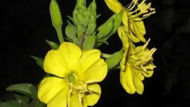 Photo of Oenothera fruticosa Primula della sera, primula della sera