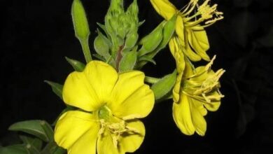 Photo of Oenothera fruticosa Primula della sera, primula della sera