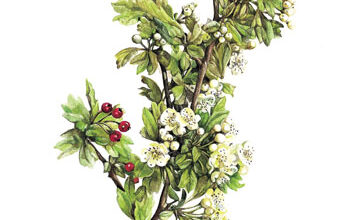 Photo of Olivello spinoso, biancospino, biancospino bianco, levriero, falso biancospino