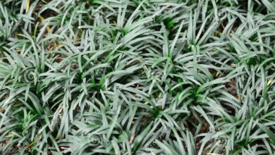 Photo of Ophiopogon , Barba di serpente, Barba del Drago