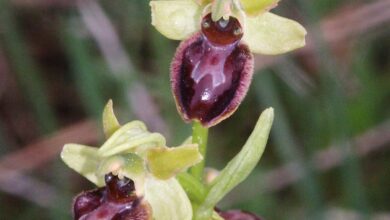 Photo of Ophrys apifera, il cui fiore è simile all’addome dell’ape