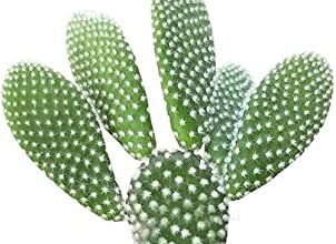 Photo of Opuntia microdasys o prodotti per la cura delle piante Angel Wings