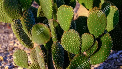Photo of Opuntia microdasys Racchetta cactus, orecchio di coniglio