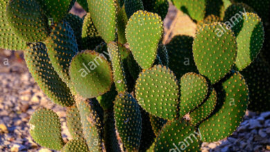 Photo of Opuntia microdasys Racchetta cactus, orecchio di coniglio