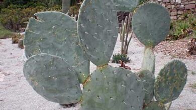 Photo of Opuntia robusta o Nopal camueso