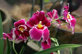 Photo of Orchidea del pensiero