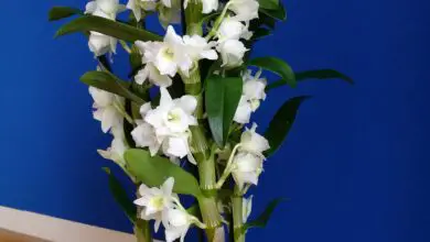 Photo of Orchidea di bambù