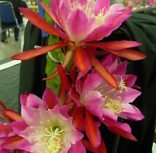 Photo of Orchidea Epiphyllum Cactus, Epicactus