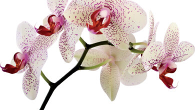 Photo of Orchidee