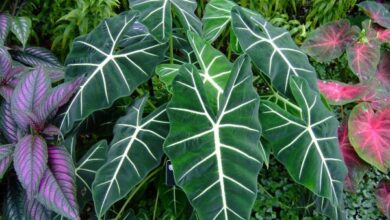 Photo of Orecchio di elefante, Alocasia dalle radici grandi, Taro gigante