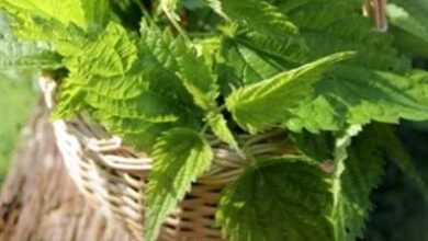 Photo of Ortica verde: consigli per la coltivazione di ortiche in giardino