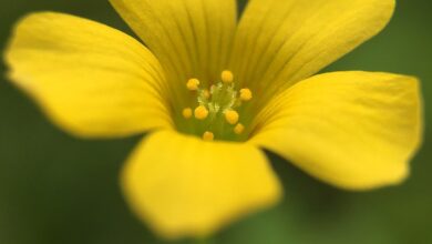 Photo of Oxalis corniculata