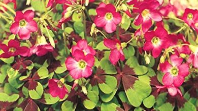 Photo of Oxalis deppei quadrifoglio, quadrifoglio, quadrifoglio, Oxalis deppei quadrifoglio, quadrifoglio Oxalis