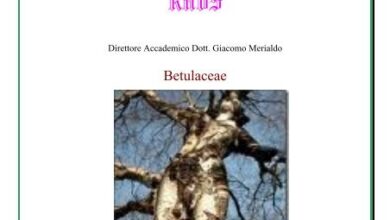 Photo of Oxalis ottuso Scoiattolo dagli occhi gialli