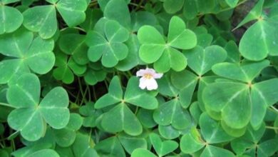 Photo of Oxalis pes-caprae o cura delle piante di agrumi