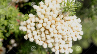 Photo of Ozothamnus rosmarinifolius Fiore di riso, foglia di rosmarino Ozothamnus