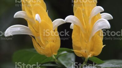 Photo of Pachystachys lutea Piuma da ufficiale, Pachystachys giallo