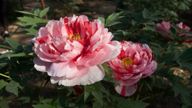 Photo of Paeonia x suffruticosa Pivoine arbustive, Pivoine arboricole