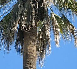 Photo of Palma di sottoveste, palma della California