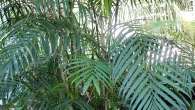 Photo of Palmier bambou di Costa Rica