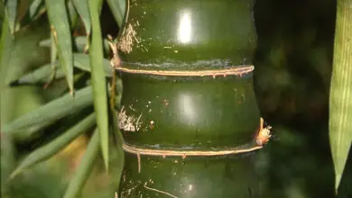 Photo of Pancia di Buddha di bambù
