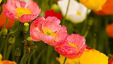 Photo of Papaver nudicaule Amapola de Islandia, Papavero nudicaule