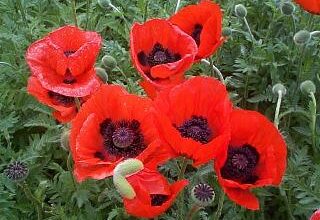 Photo of Papaver Papavero orientale, Papavero orientale