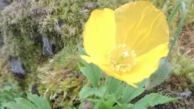 Photo of Papavero giallo dei Pirenei