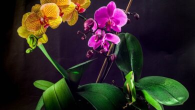 Photo of Paphiopedilum, una pianta dai fiori spettacolari