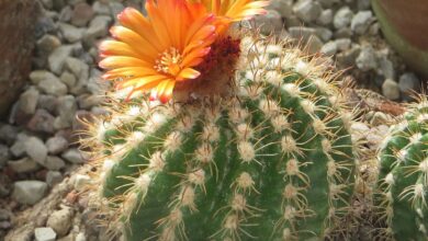 Photo of Parodia comarapana