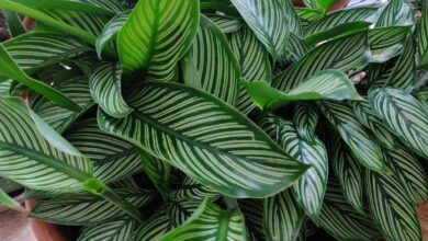 Photo of Pavone Calathea, pianta di pavone