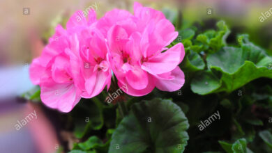 Photo of Pelargonio x hortorum Gruppo zonale geranio, gruppo zonale pelargonio