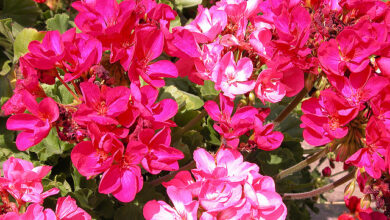 Photo of Pelargonium del fiorista, Pelargonium reale, Geranio a fiore grande