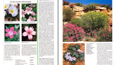 Photo of Pelargonium-fiore Erodium, Pico de grulla