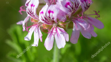 Photo of Pelargonium graveolens Geranio, rosa