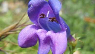 Photo of Penstemon heterophyllus Penstémon