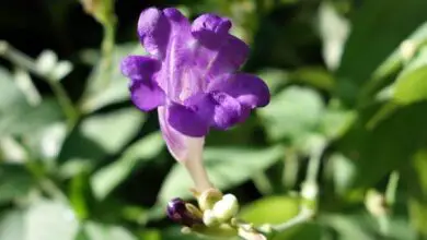 Photo of Penstemon strobilanthe fiore