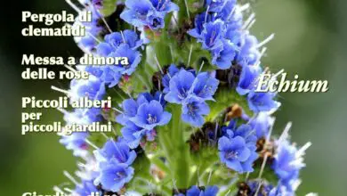 Photo of Per saperne di più sulla cura di Echium fastuosum, noto anche come Spolverino Blu