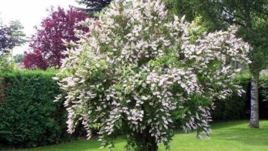 Photo of Per saperne di più sulle caratteristiche e la cura di Deutzia scabra