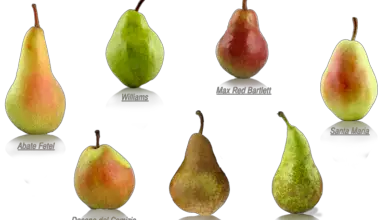 Photo of Pere: caratteristiche e varietà