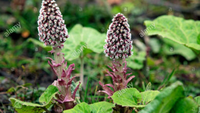 Photo of Petasites hybridus Petasita grande, Petasite officinale