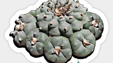 Photo of Peyote, Peyote, Peyotel