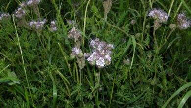 Photo of Phacelia a foglia corta