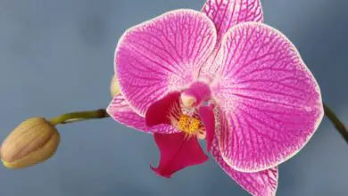 Photo of Phalaenopsis o cura delle piante di orchidea farfalla